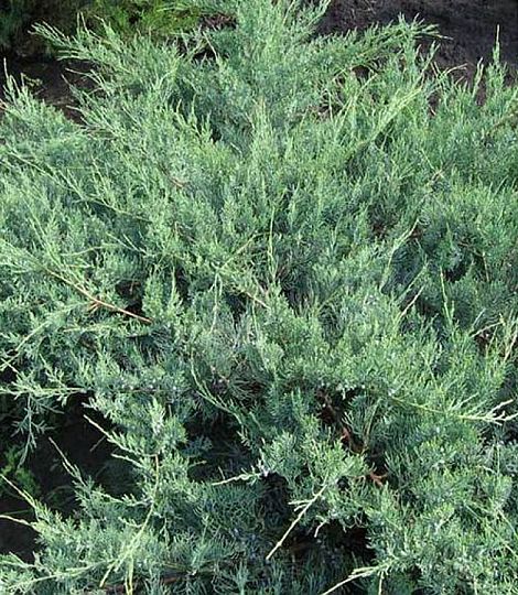 Juniperus virginiana 'Hetz'